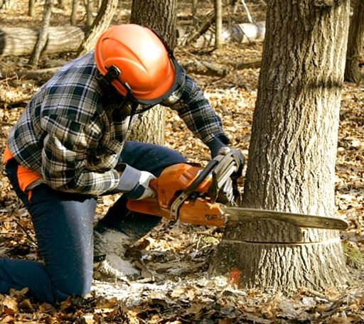 Tree Removal in Newcastle, TX
